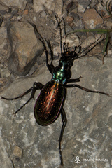 Carabus rutilans