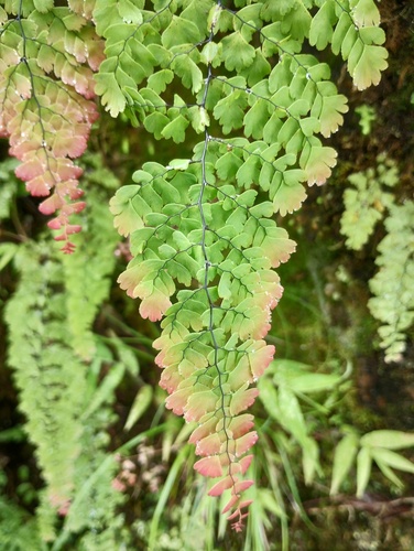 Adiantum concinnum, photograph 1