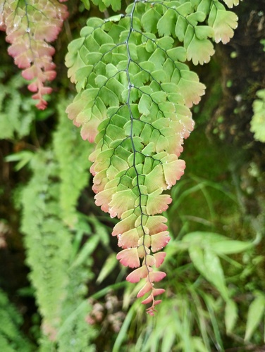 Adiantum concinnum, photograph 2