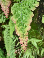 Adiantum concinnum, photograph (c) Carlos Domínguez-Rodríguez, some rights reserved (CC BY)