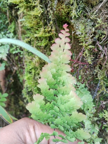 Adiantum concinnum, photograph 3