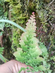 Adiantum concinnum, photograph (c) Carlos Domínguez-Rodríguez, some rights reserved (CC BY)
