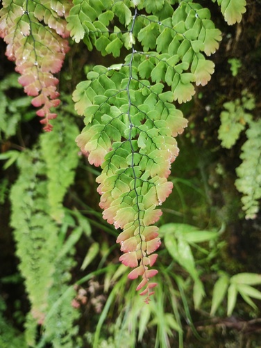 Adiantum concinnum, photograph 4