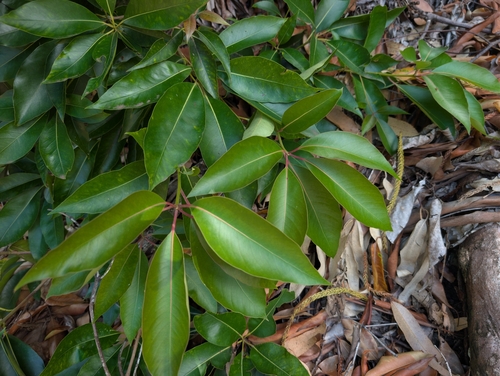 Lophostemon confertus observed 2026-07-17