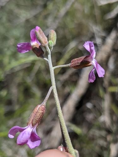 Image of Boechera pulchra by no rights reserved