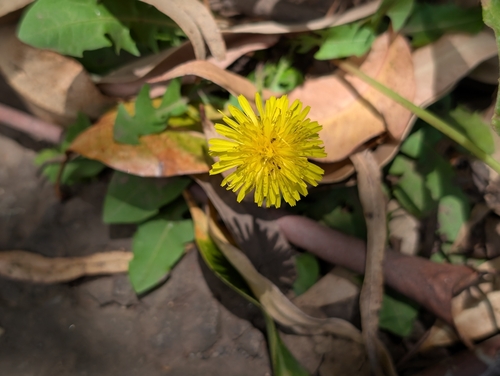 Taraxacum officinale observed 2026-07-17