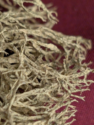 iNaturalist observation photo of Brown-eyed Wolf Lichen