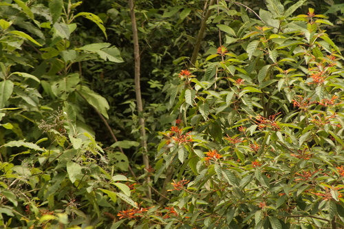 Oaxaca Hummingbird (Eupherusa cyanophrys), photo 6