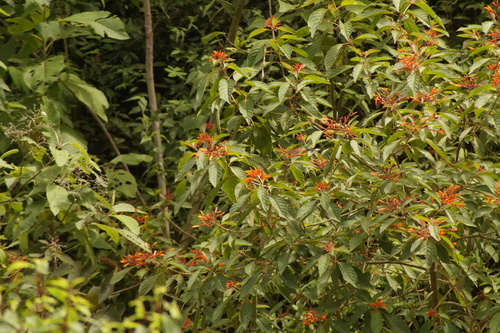 Oaxaca Hummingbird (Eupherusa cyanophrys), photo 7