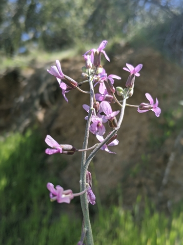 Image of Boechera pulchra by no rights reserved