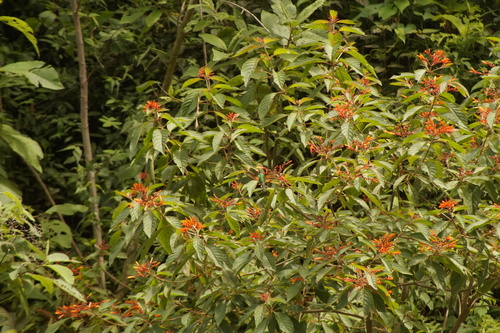 Oaxaca Hummingbird (Eupherusa cyanophrys), photo 8