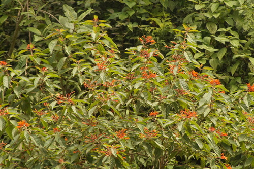 Oaxaca Hummingbird (Eupherusa cyanophrys), photo 9