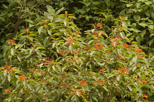 Oaxaca Hummingbird (Eupherusa cyanophrys), photo 10