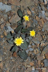 Crepis pygmaea