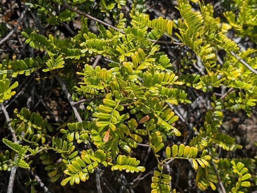 Osteomeles anthyllidifolia, photograph 5