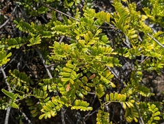 Osteomeles anthyllidifolia, photograph author not stated, no rights reserved