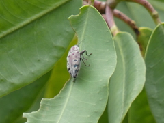 Euplectalecia sordidenotata