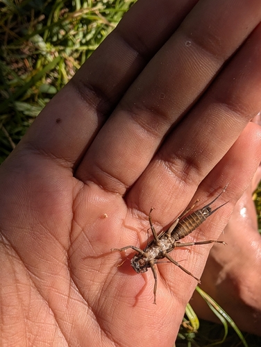iNaturalist observation photo of Giant Stoneflies and Salmonflies