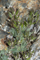 Draba dubia