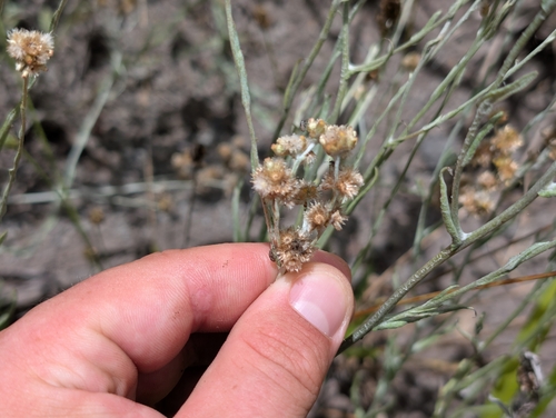 Helichrysum luteoalbum, 2026-07-17