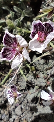 Erodium cheilanthifolium, photograph (c) Santiago Martín-Bravo, some rights reserved (CC BY)