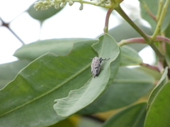 Euplectalecia sordidenotata