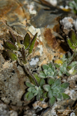 Draba dubia