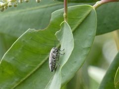 Euplectalecia sordidenotata