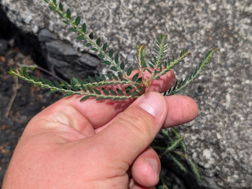 Phyllanthus debilis, photograph 1