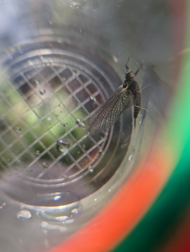 iNaturalist observation photo of Mayflies