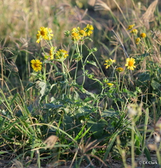 Verbesina encelioides, recorded flowering