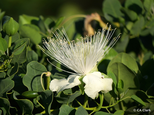Caper bush