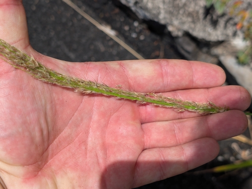 Digitaria insularis observed 2026-07-17