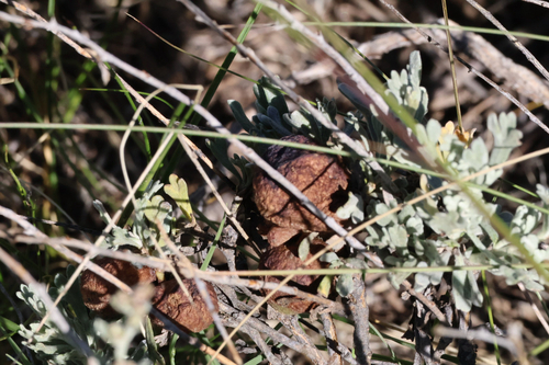 iNaturalist observation photo of Sponge Gall Midge