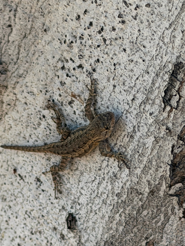 Western Fence Lizard observed by yoonhuh08
