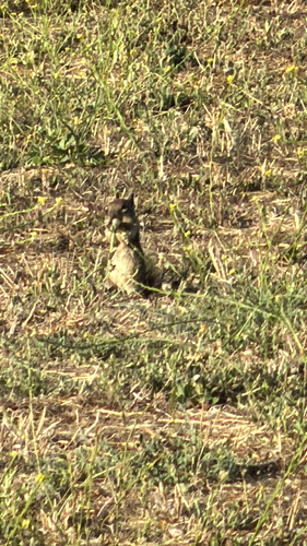 California Ground Squirrel observed by yoonhuh08