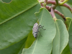 Euplectalecia sordidenotata