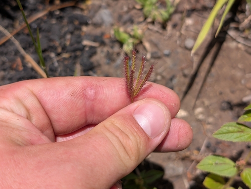 Chloris barbata observed 2026-07-17