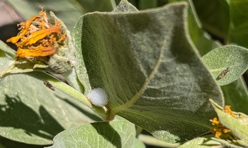 iNaturalist observation photo of Spittlebugs and Froghoppers
