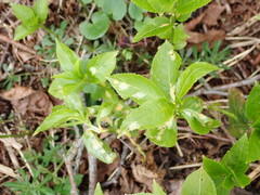 Melampsora rostrupii