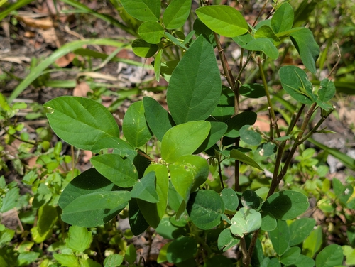 Desmodium tortuosum observed 2026-07-17