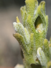 Castilleja plagiotoma