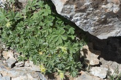 Potentilla nivalis