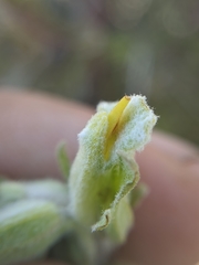 Castilleja plagiotoma