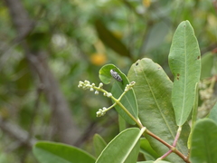 Euplectalecia sordidenotata