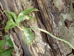 Melampsora rostrupii