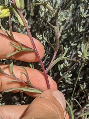Castilleja plagiotoma