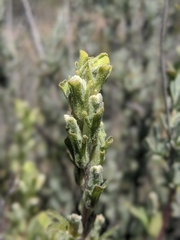Castilleja plagiotoma