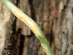 Melampsora rostrupii