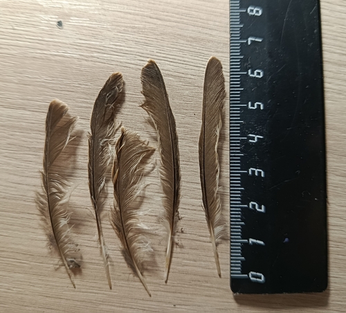 Plume de Tarier des prés